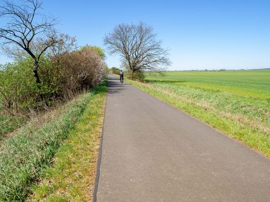 Oderbruchbahnradweg im Frühling